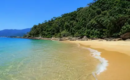 Praia do Iporanga no Guarujá: Cachoeira e Mar Calmo 15 Praia do Iporanga no Guarujá com cachoeira mar calmo e Mata Atlântica