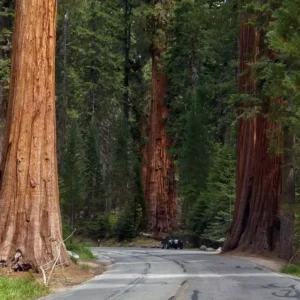 Sequoia National Park