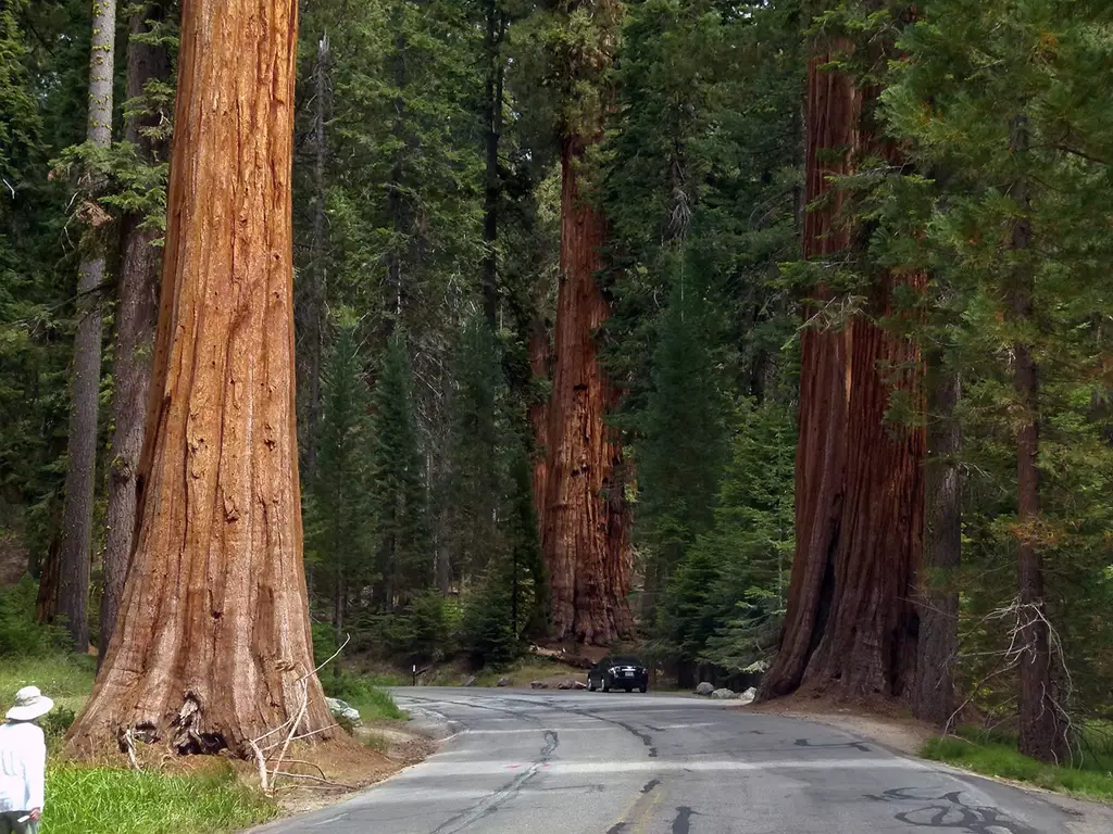 Sequoia National Park