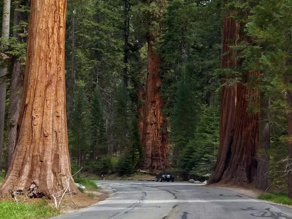 Sequoia National Park