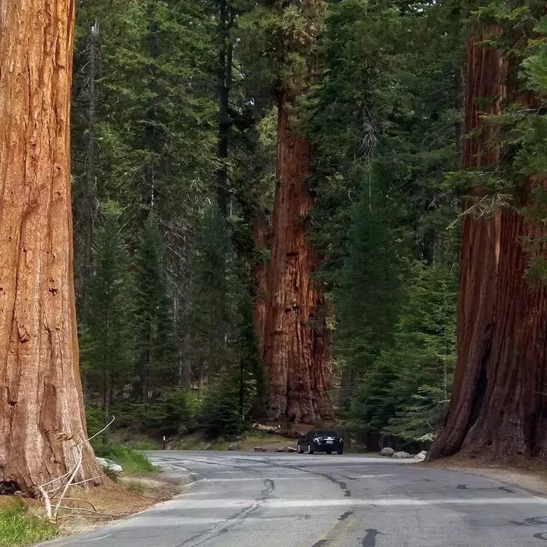 Sequoia National Park