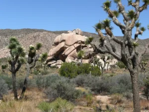 Joshua Tree National Park