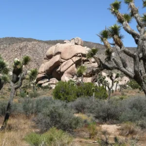 Joshua Tree National Park