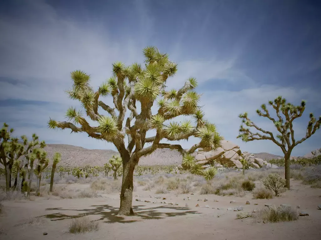 Joshua Tree National Park
