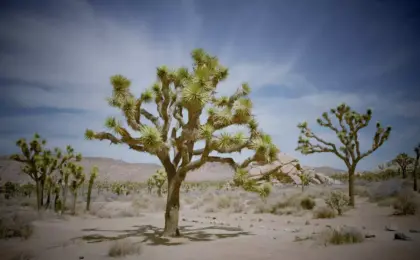 Joshua Tree National Park