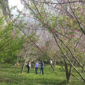 Bosque das Cerejeiras em Pedra Azul, Domingos Martins