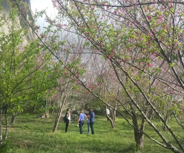 Bosque das Cerejeiras em Pedra Azul, Domingos Martins