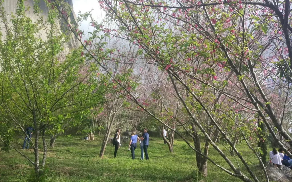 Bosque das Cerejeiras em Pedra Azul, Domingos Martins