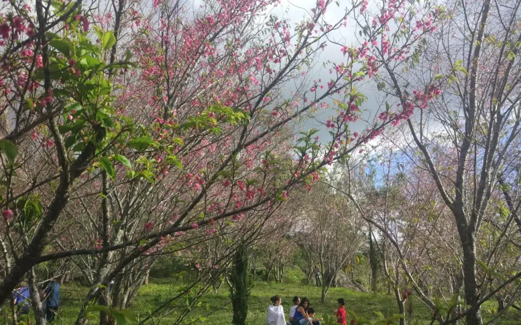 Bosque das Cerejeiras em Pedra Azul, Domingos Martins