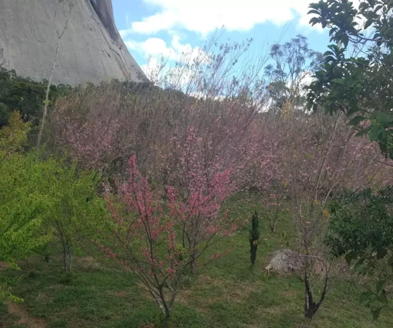 Bosque das Cerejeiras em Pedra Azul, Domingos Martins