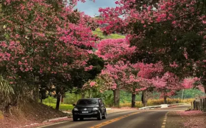 A Beleza das Paineira Rosa na ES 080: A Rodovia do Café 12 Paineira Rosa