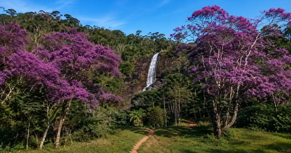 Queda principal da Cachoeira do Country Club cercada por Mata Atlântica e quaresmeiras em Santa Teresa