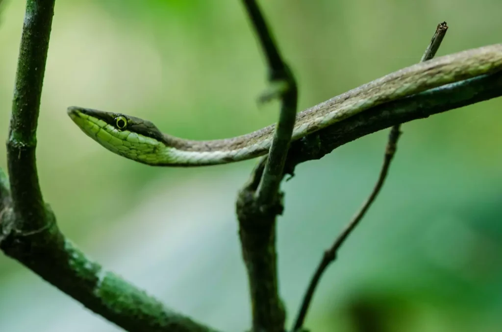 Reserva Biológica de Duas Bocas