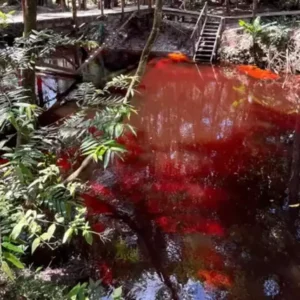 Rio Vermelho