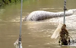 Píton gigante Tailândia cão