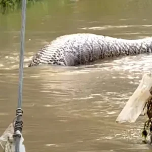 Píton gigante Tailândia cão