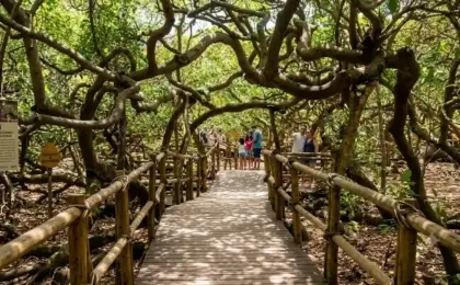 Cajueiro de Pirangi: ingresso, horário e como chegar