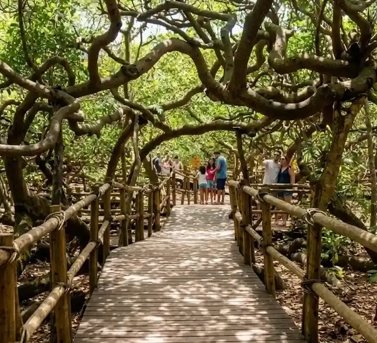 Cajueiro de Pirangi: ingresso, horário e como chegar