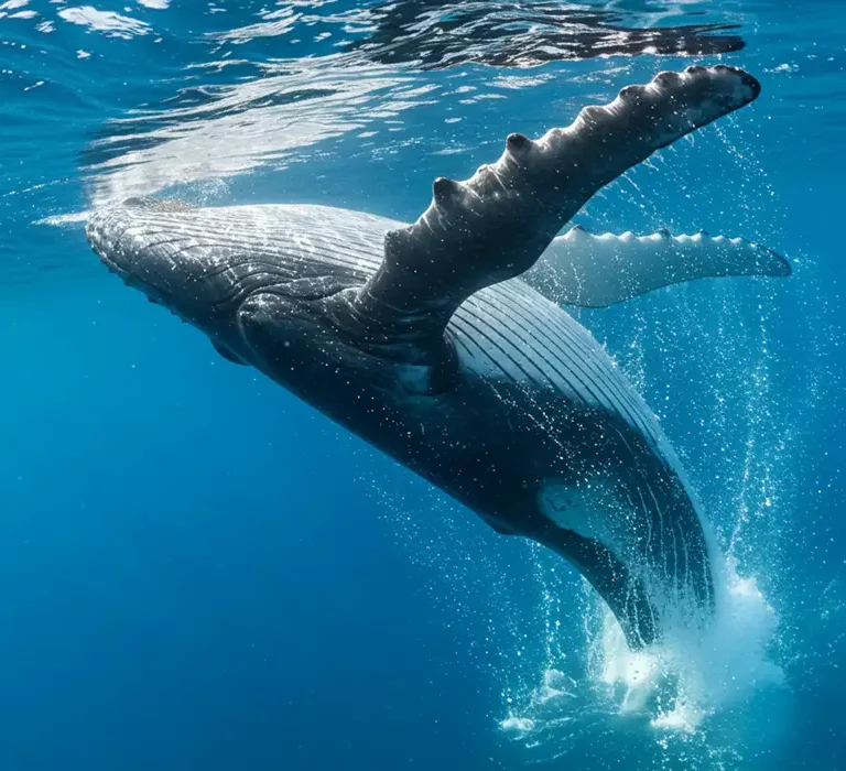 Canto das Baleias-Jubarte