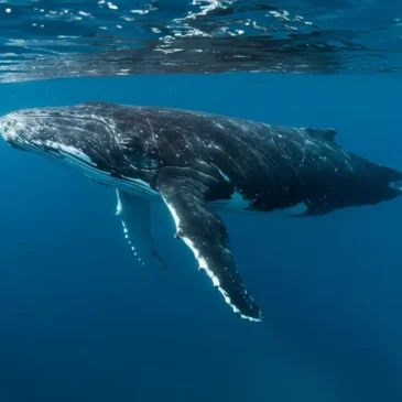 Canto das Baleias-Jubarte