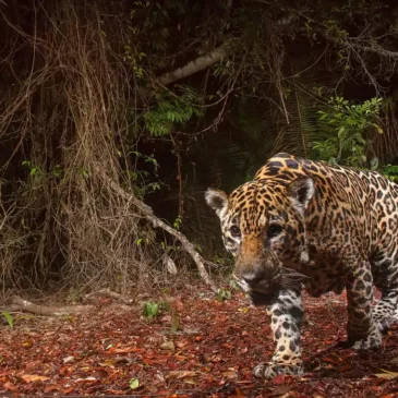 Onça-pintada (Panthera onca) em vida selvagem no Espírito Santo