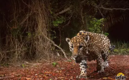 Onça-pintada (Panthera onca) em vida selvagem no Espírito Santo 9 Onça-pintada (Panthera onca) em vida selvagem no Espírito Santo