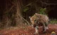 Onça-pintada (Panthera onca) em vida selvagem no Espírito Santo
