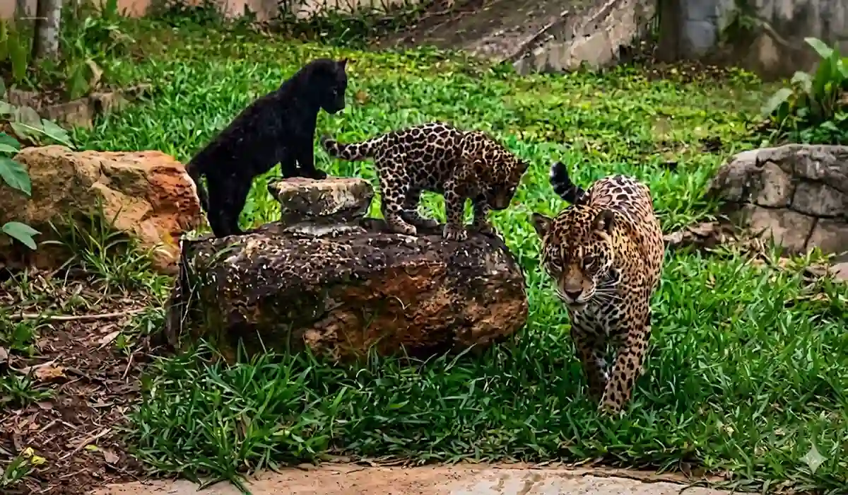 Recintos e animais observados durante a visita ao Zoo Park da Montanha