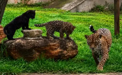 Zoo Park da Montanha: zoológico no Espírito Santo para visitar em Marechal Floriano