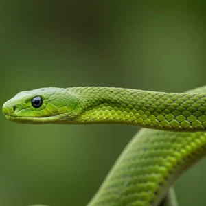 Mamba-Verde A Serpente Ágil e Letal da África