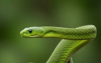 Mamba-Verde A Serpente Ágil e Letal da África