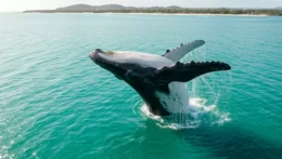 baleias‑jubarte 2025