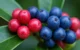 berries são frutas pequenas