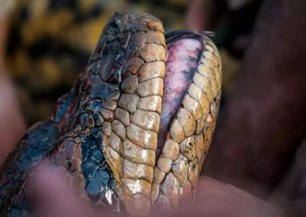 Cobra gigante na Amazônia (Jesus Rivas/Divulgação)