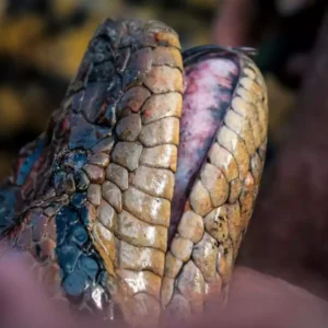 Cobra gigante na Amazônia (Jesus Rivas/Divulgação)