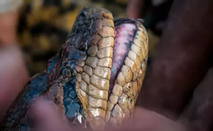 Cobra gigante na Amazônia (Jesus Rivas/Divulgação)