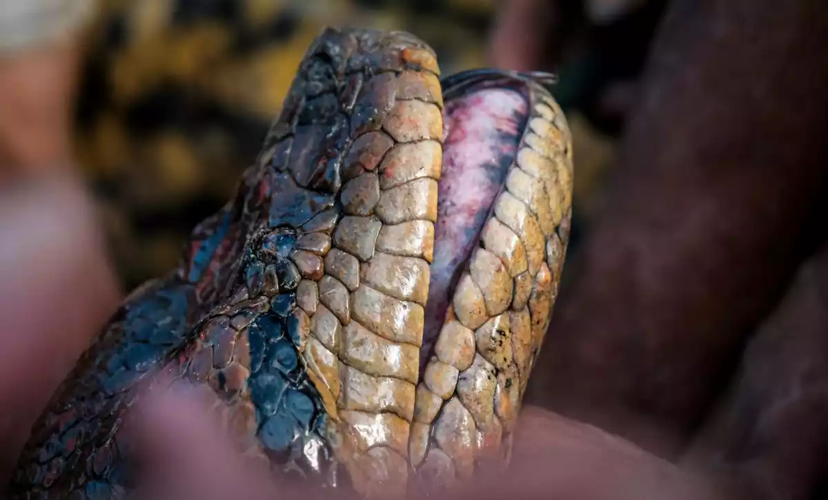 Cobra gigante na Amazônia (Jesus Rivas/Divulgação)
