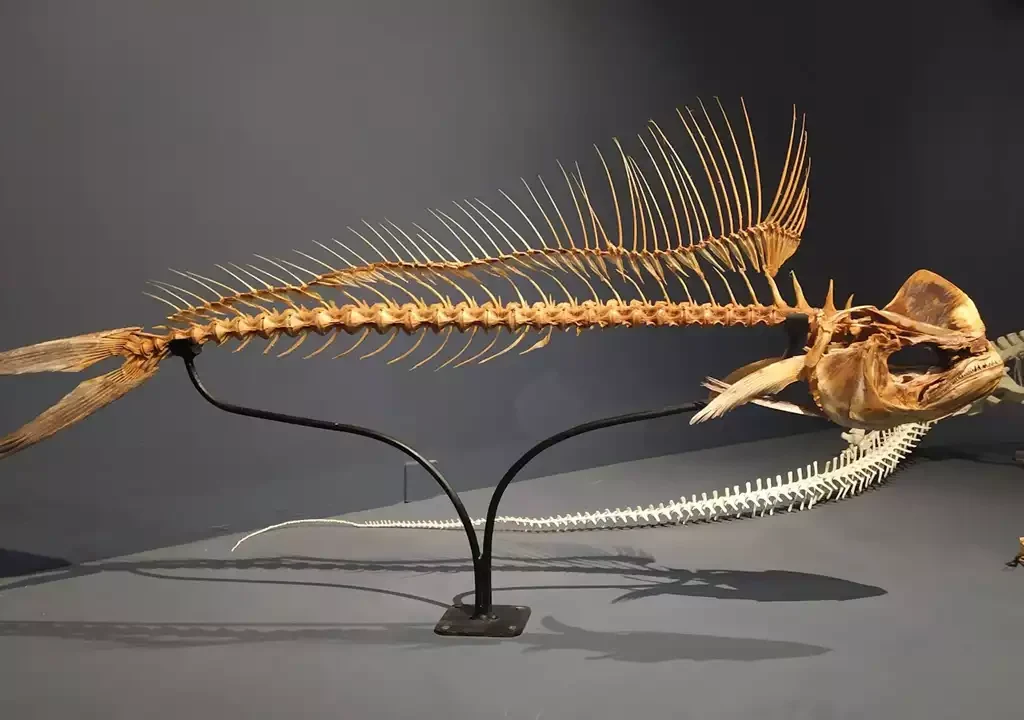 Museu de Ciências da Vida