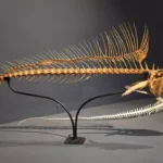Museu de Ciências da Vida