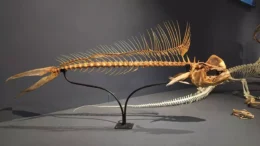 Museu de Ciências da Vida