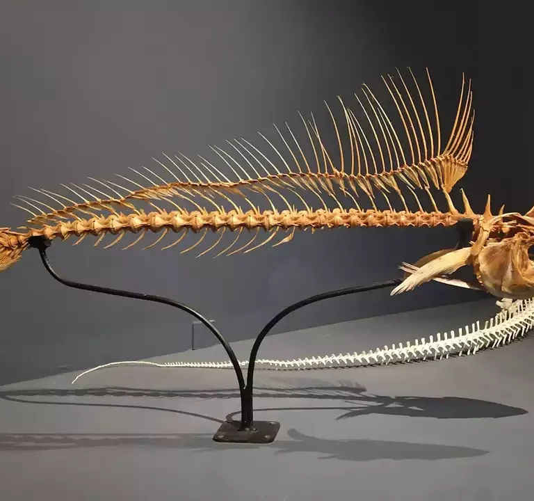 Museu de Ciências da Vida