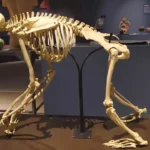 Museu de Ciências da Vida