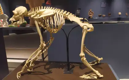 Museu de Ciências da Vida
