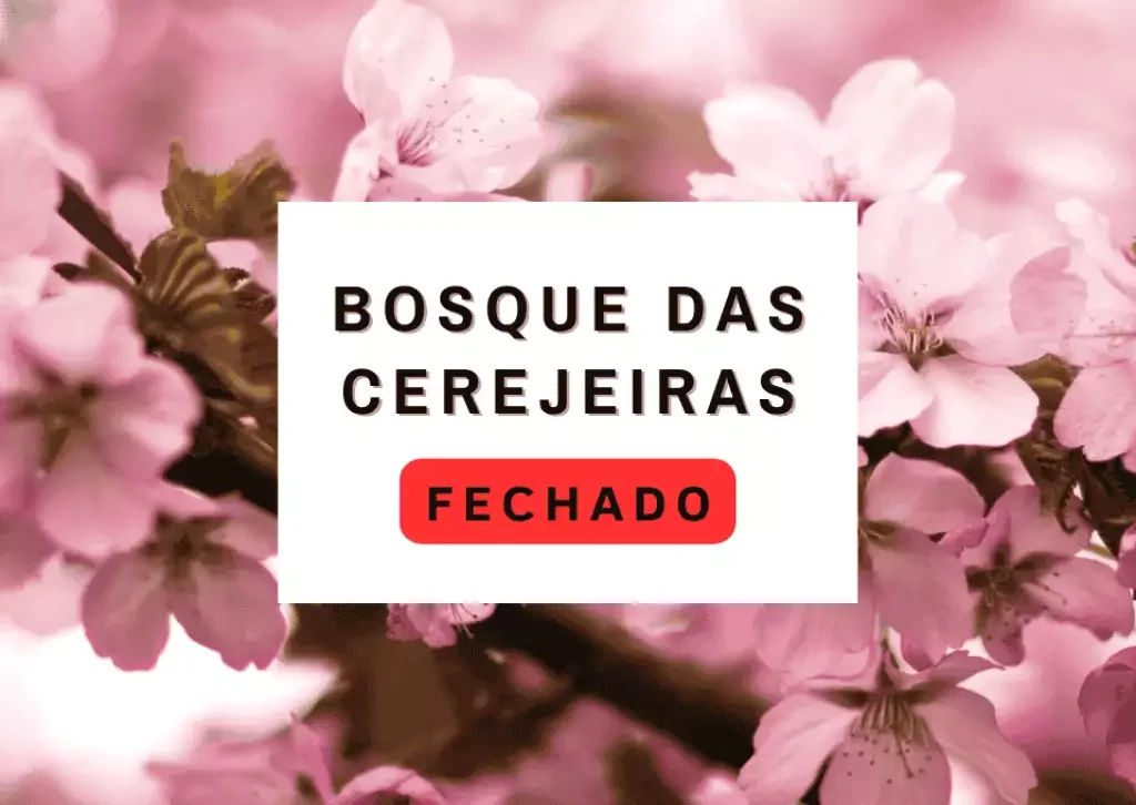 Bosque da Cerejeiras 2025