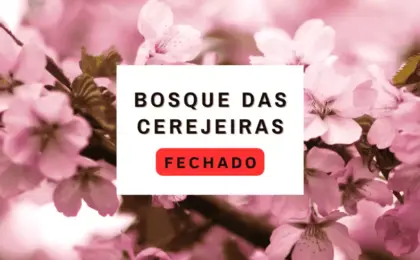 Bosque da Cerejeiras 2025: Visitação está suspensa para recuperação das árvores 13 Bosque da Cerejeiras 2025