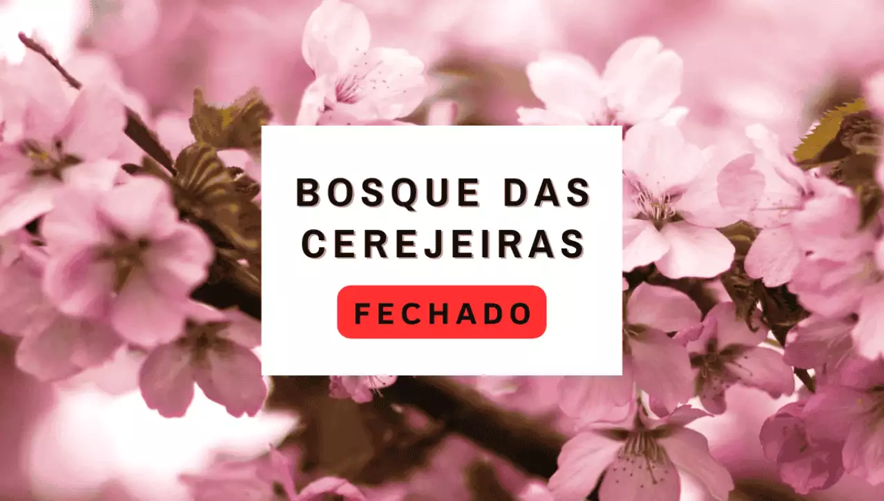 Bosque da Cerejeiras 2025: Visitação está suspensa para recuperação das árvores 12 Bosque da Cerejeiras 2025