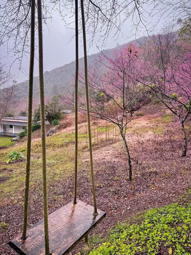Visitantes no Bosque das Cerejeiras em Alfredo Chaves durante a floração