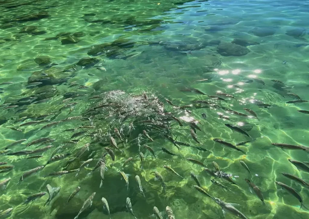 Lagoa Verde na Ilha Grande
