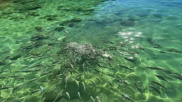 Lagoa Verde na Ilha Grande