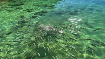 Lagoa Verde na Ilha Grande